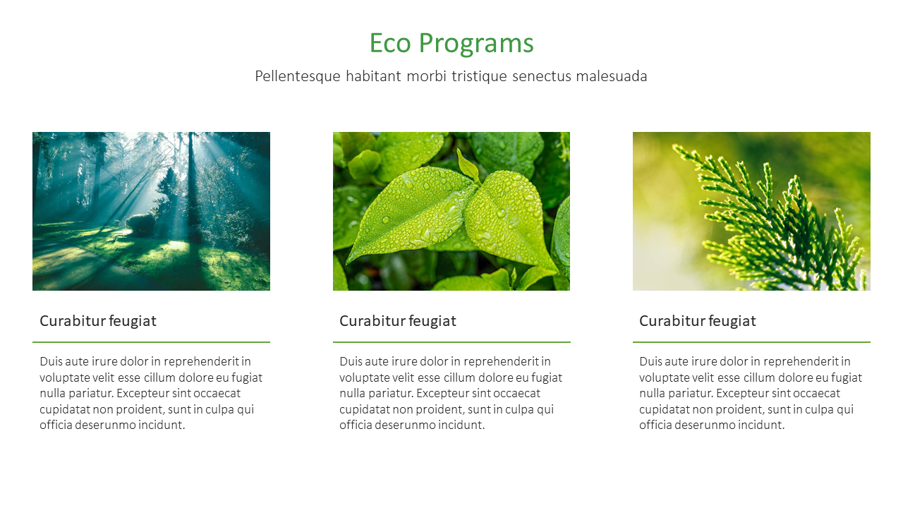 Three eco program images with descriptions of a forest, green leaves with water droplets, and pine needles.