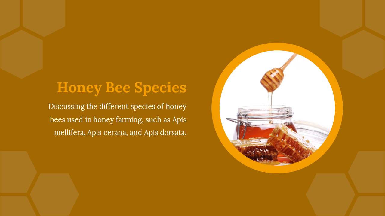 A honey dipper dripping honey into a jar, with a title about honey bee species used in honey farming.