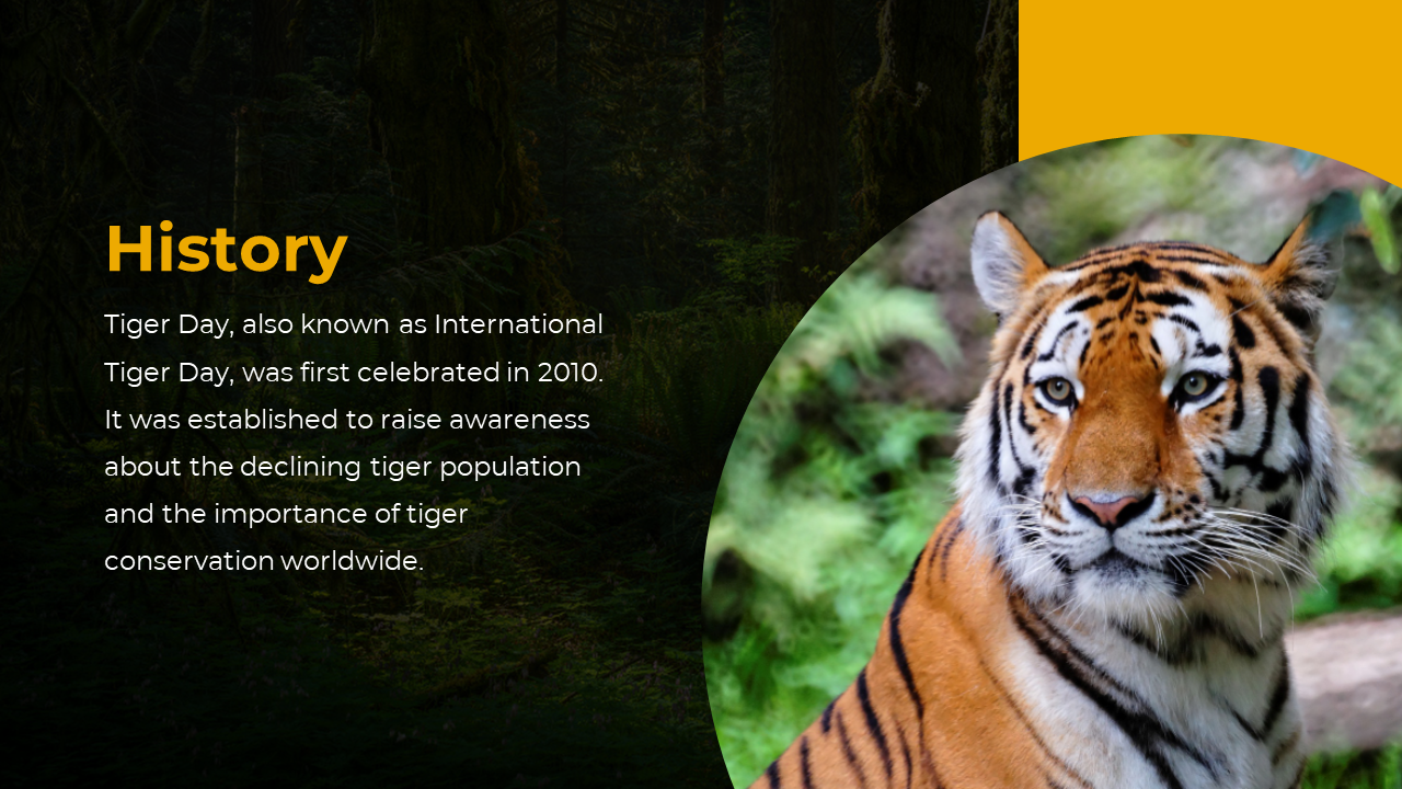 History slide with seated tiger in focus and text about raising awareness of tiger population decline and conservation.