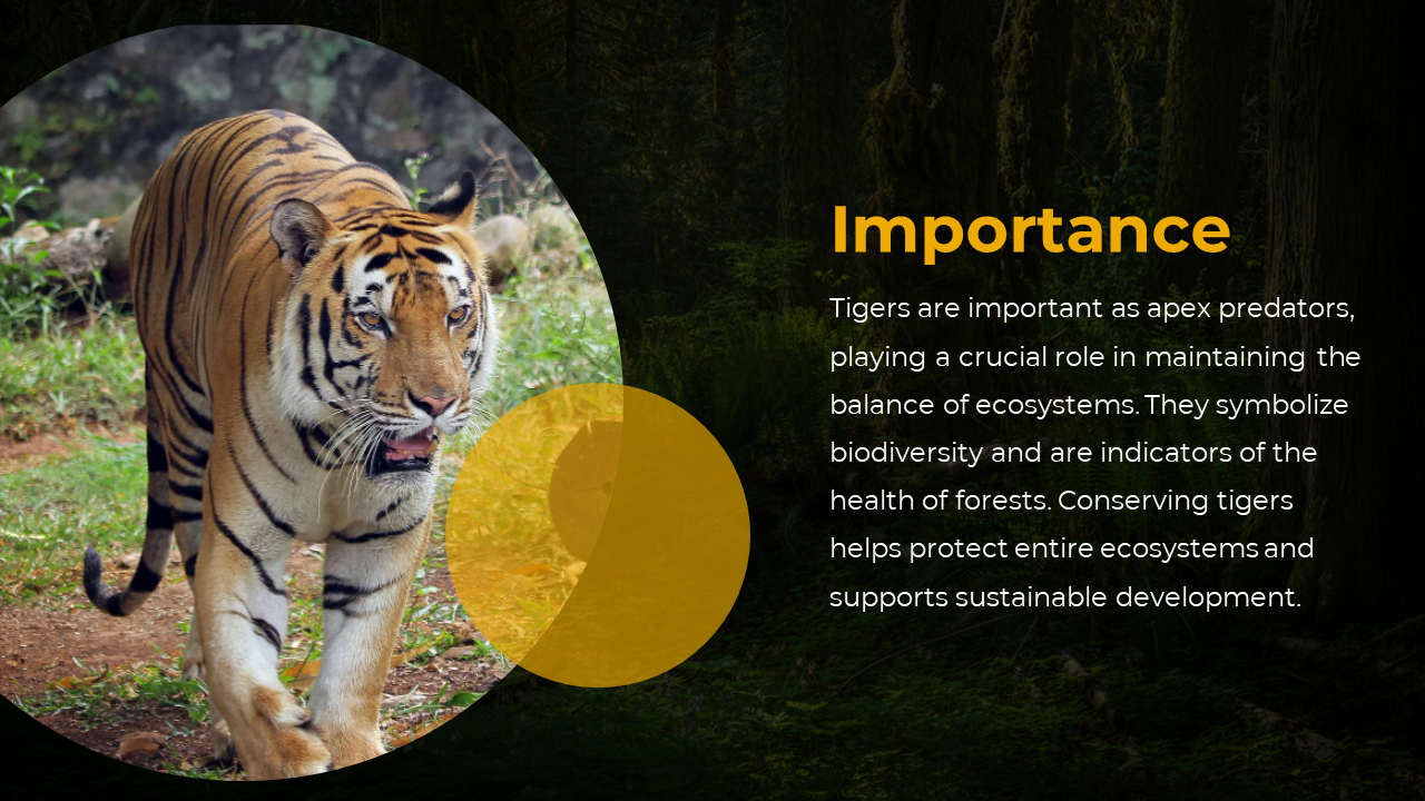 Walking tiger in circular frame on left with text explaining tigers ecological role and importance in sustaining ecosystems.