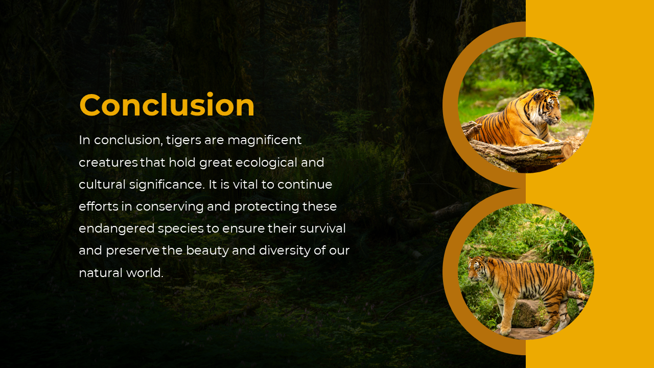 Conclusion text on tiger conservation with two circular images of tigers resting and walking, set against a forest backdrop.