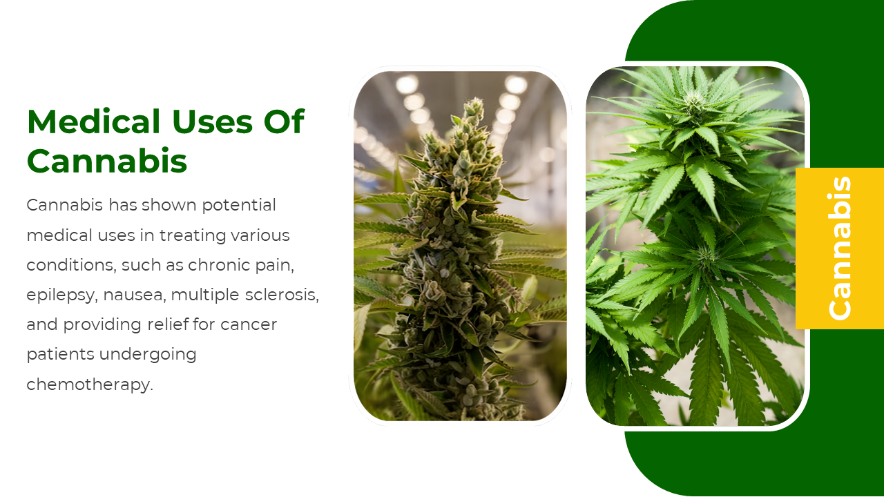 Two cannabis plant images slide beside a text block detailing medical uses like pain and epilepsy relief.