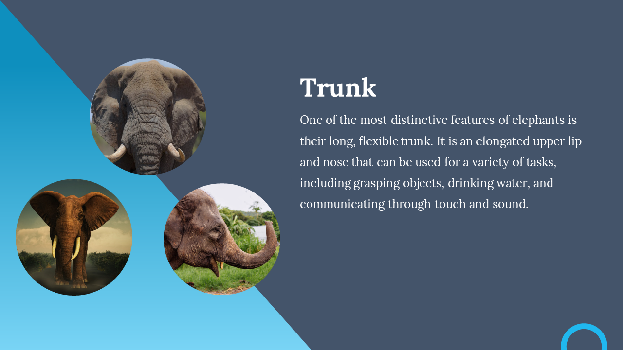 85839-elephant-template-04