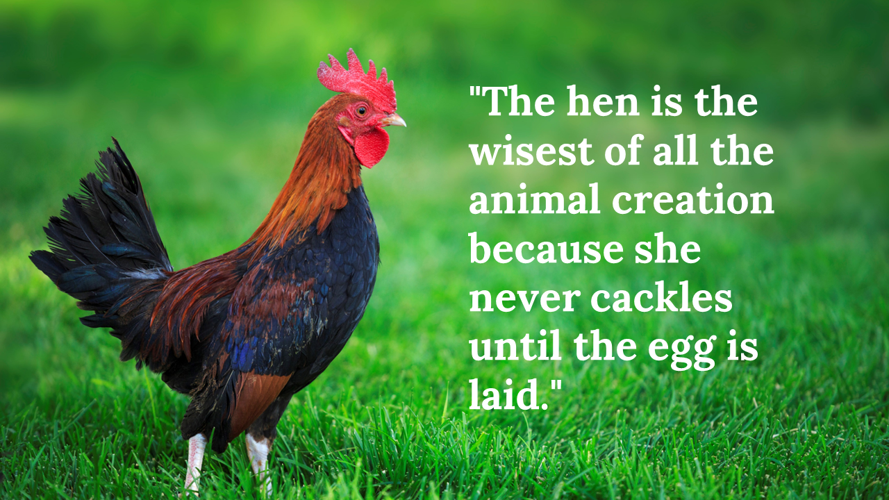 86137-chicken-background-powerpoint-02