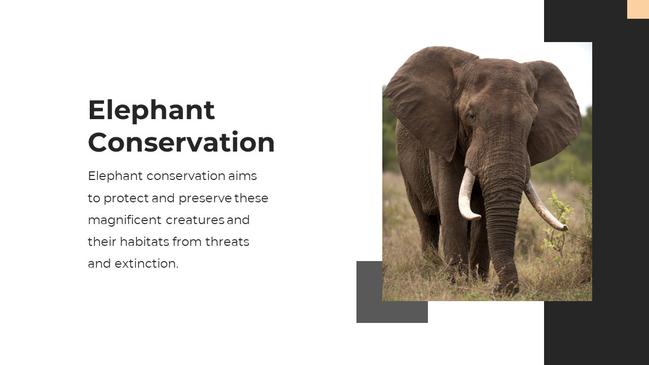 86465-elephant-ppt-presentation-02