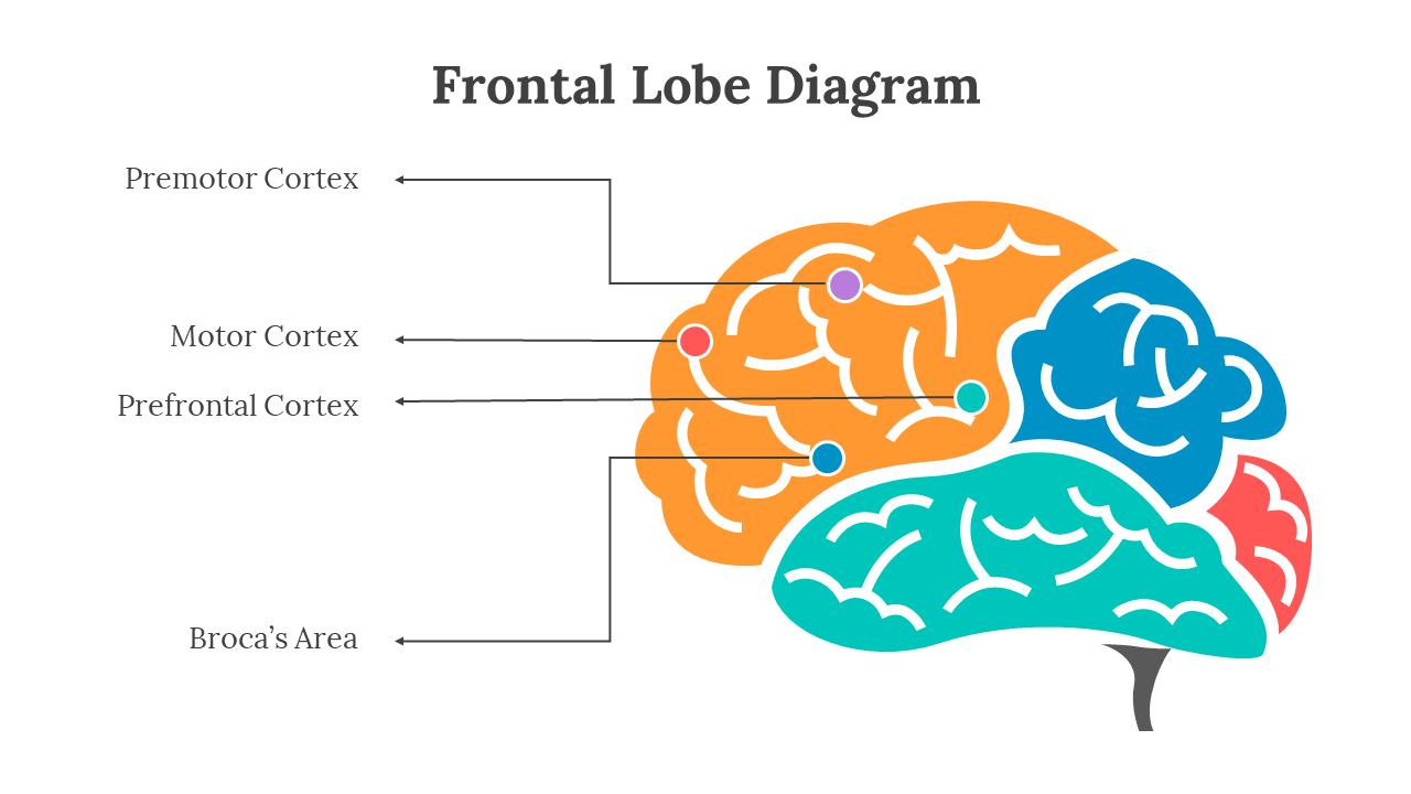701921-frontal-lobe-diagram-04