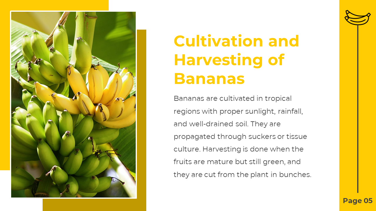 701962-banana-template-05