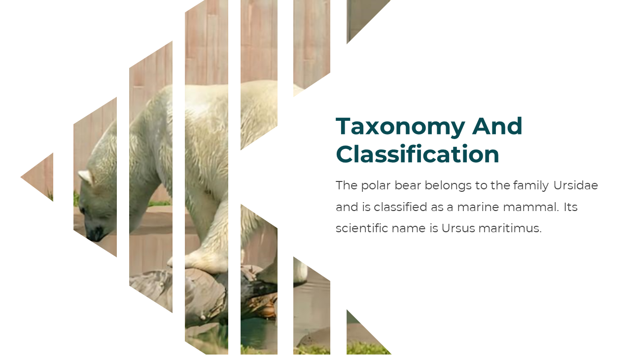 86660-polar-bear-powerpoint-template-03