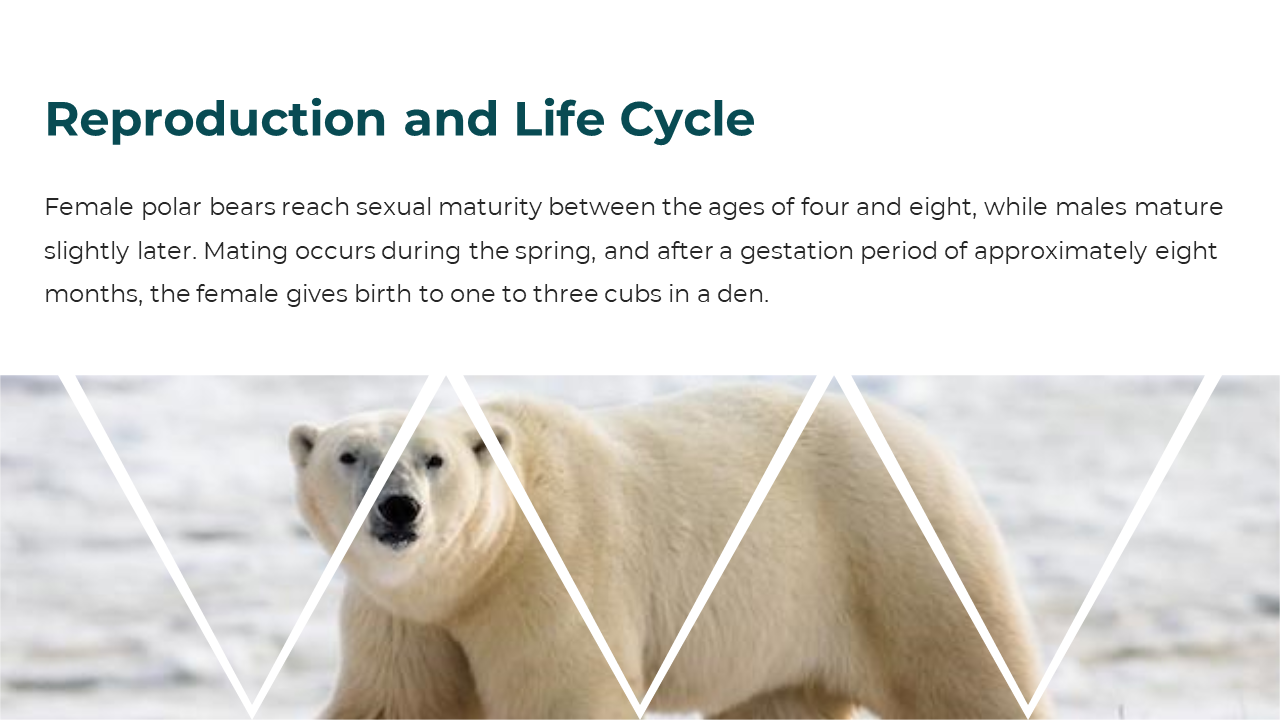 86660-polar-bear-powerpoint-template-08