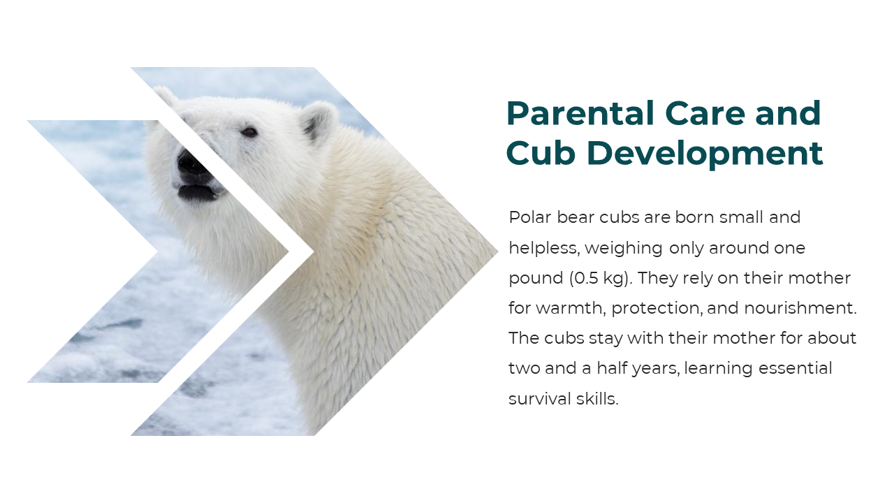 86660-polar-bear-powerpoint-template-09