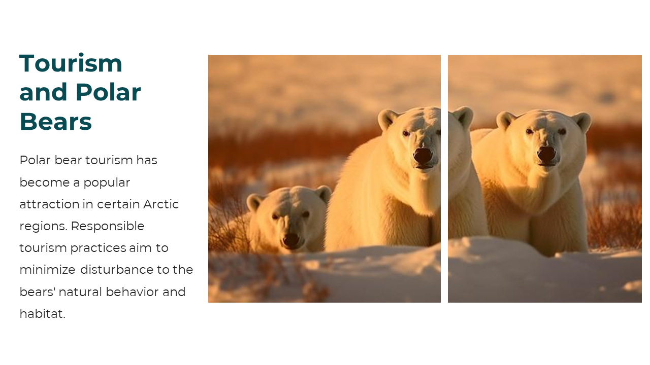 86660-polar-bear-powerpoint-template-14