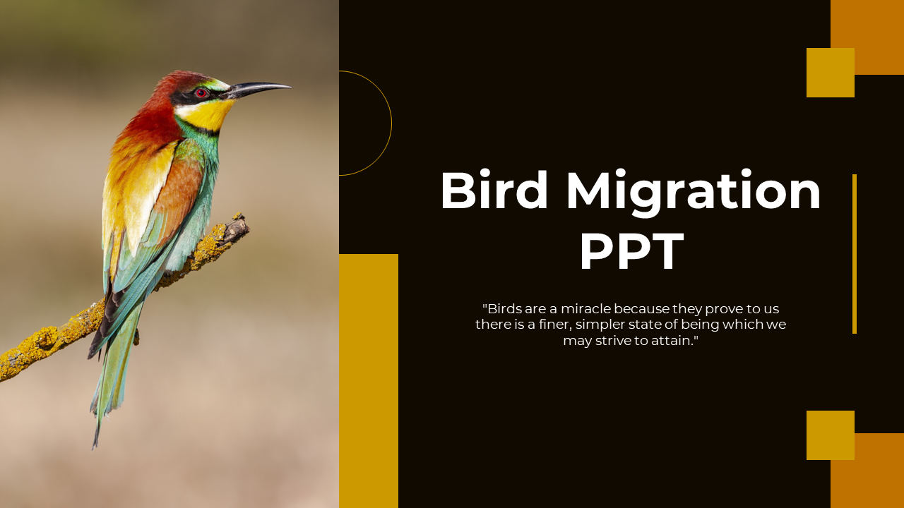 703870-bird-migration-ppt-presentation-01