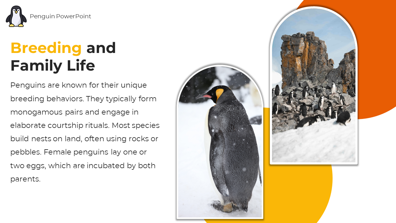 89218-penguin-powerpoint-template-05
