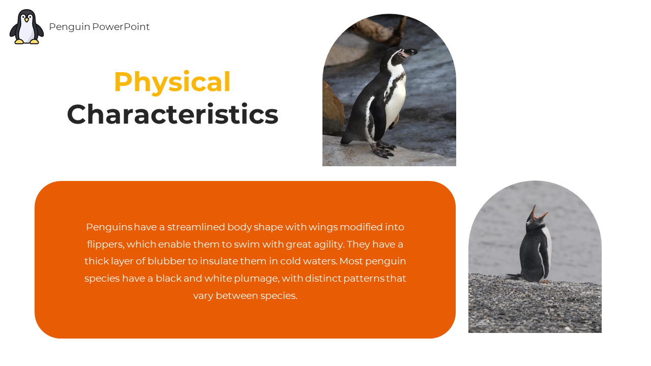89218-penguin-powerpoint-template-09