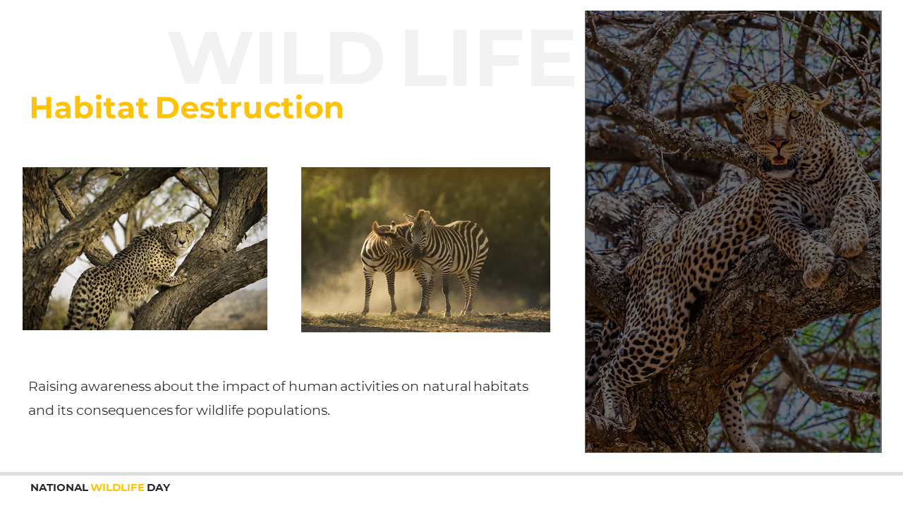 800417-national-wildlife-day-07
