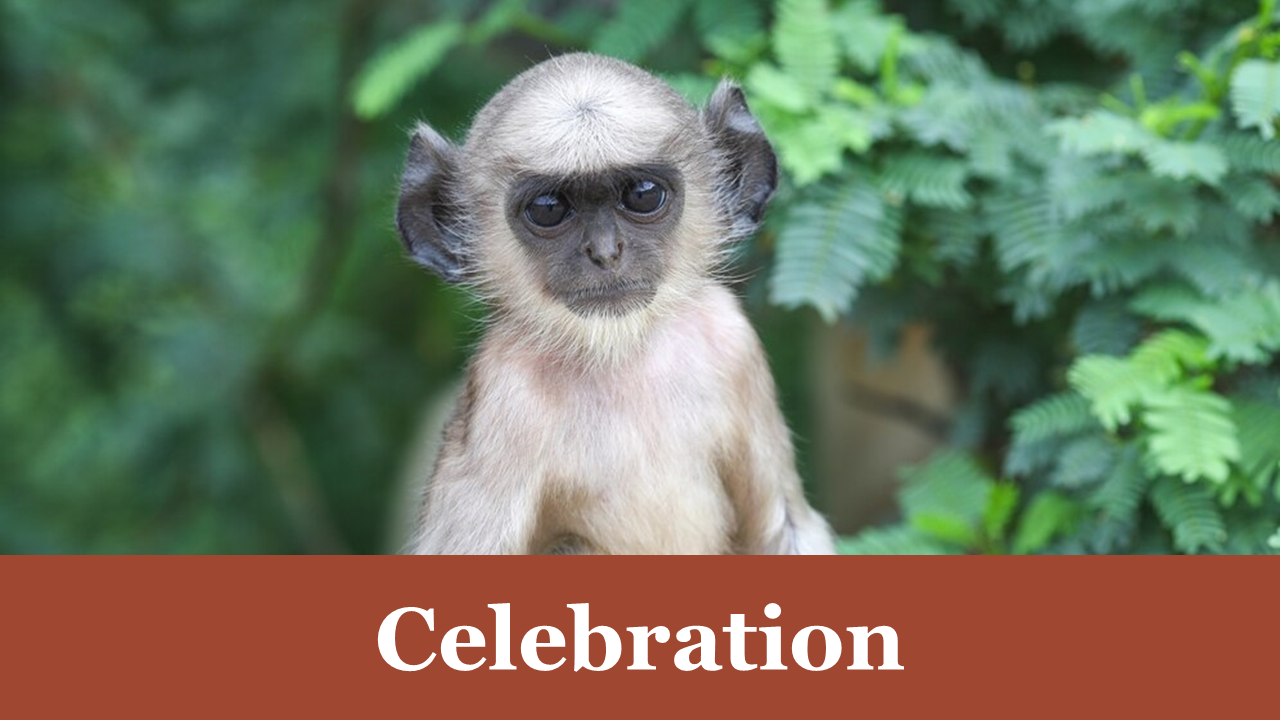 100030-monkey-day-18