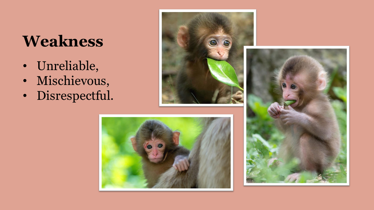 100030-monkey-day-24