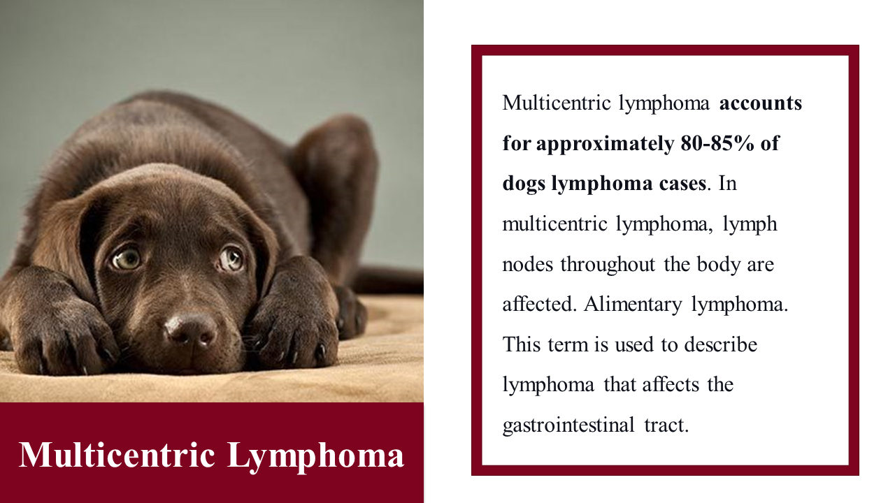 100039-national-canine-lymphoma-awareness-day-13