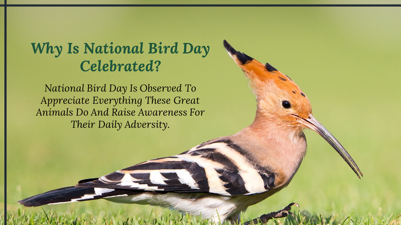 300052-national-bird-day-07