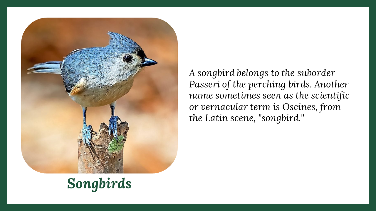 300052-national-bird-day-22