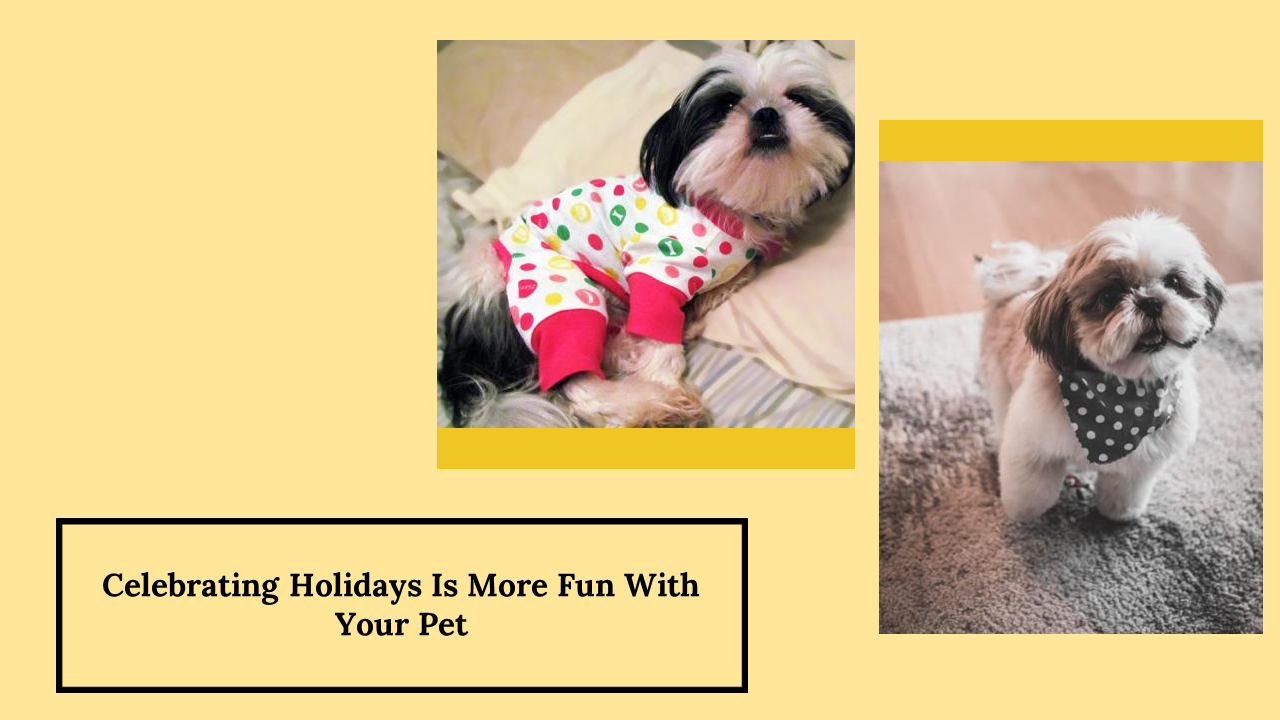 300053-national-dress-up-your-pet-day-09