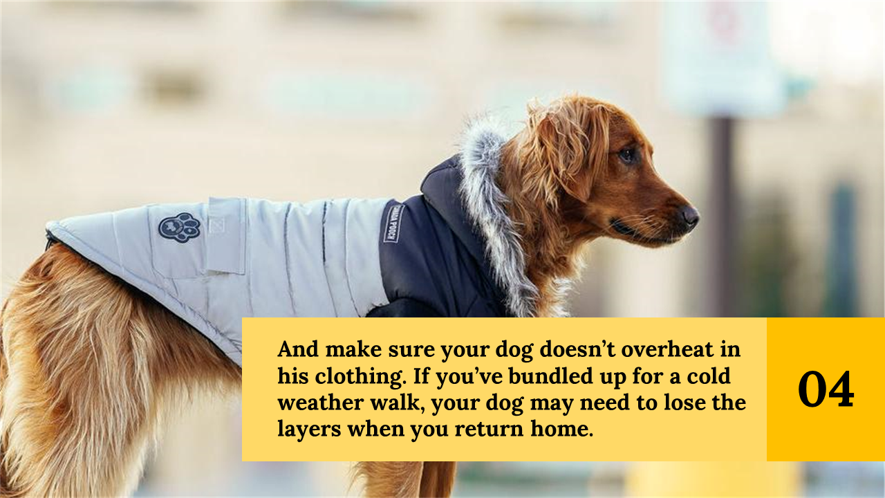 300053-national-dress-up-your-pet-day-25