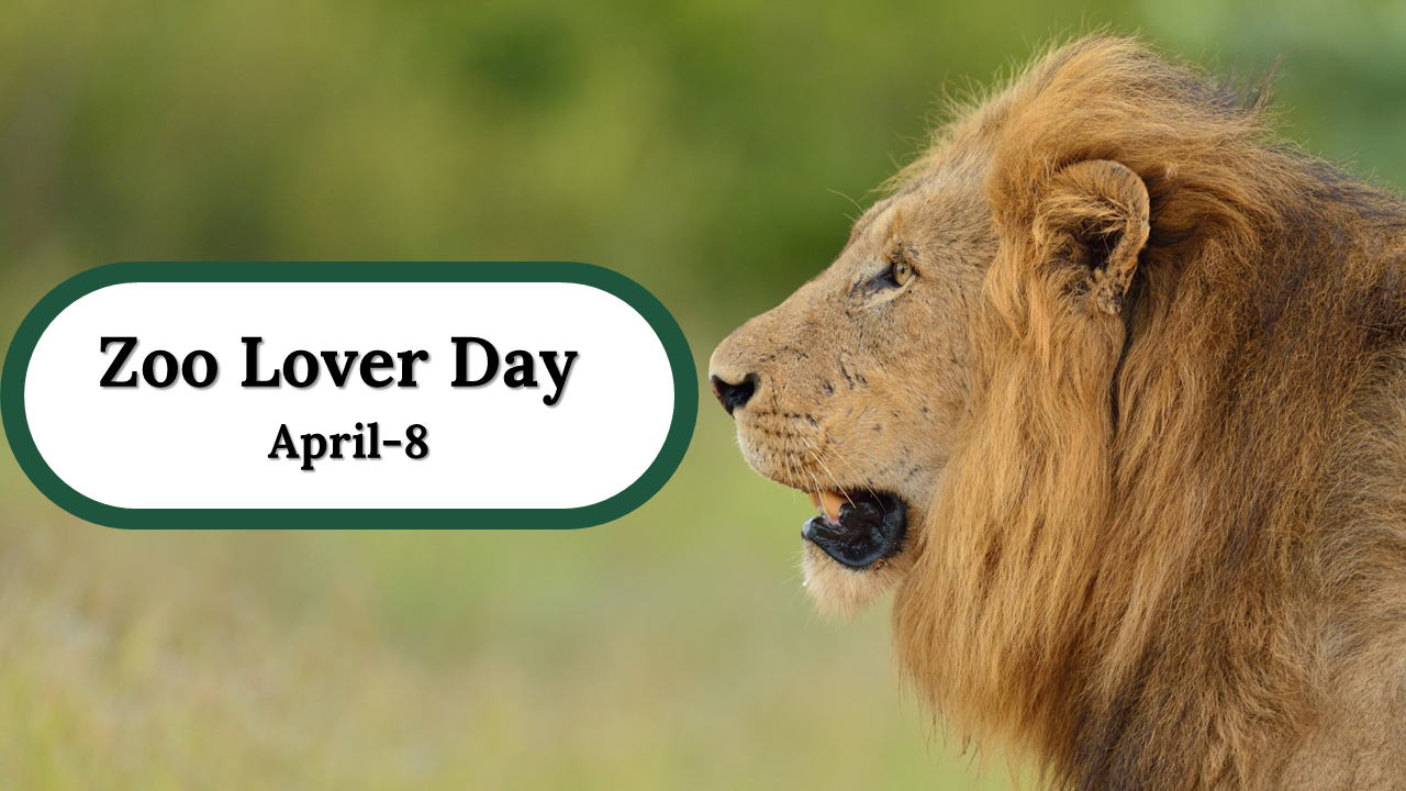 A colorful slide deck for Zoo Lover Day, featuring information about the history, animal care, types, and list of animals.