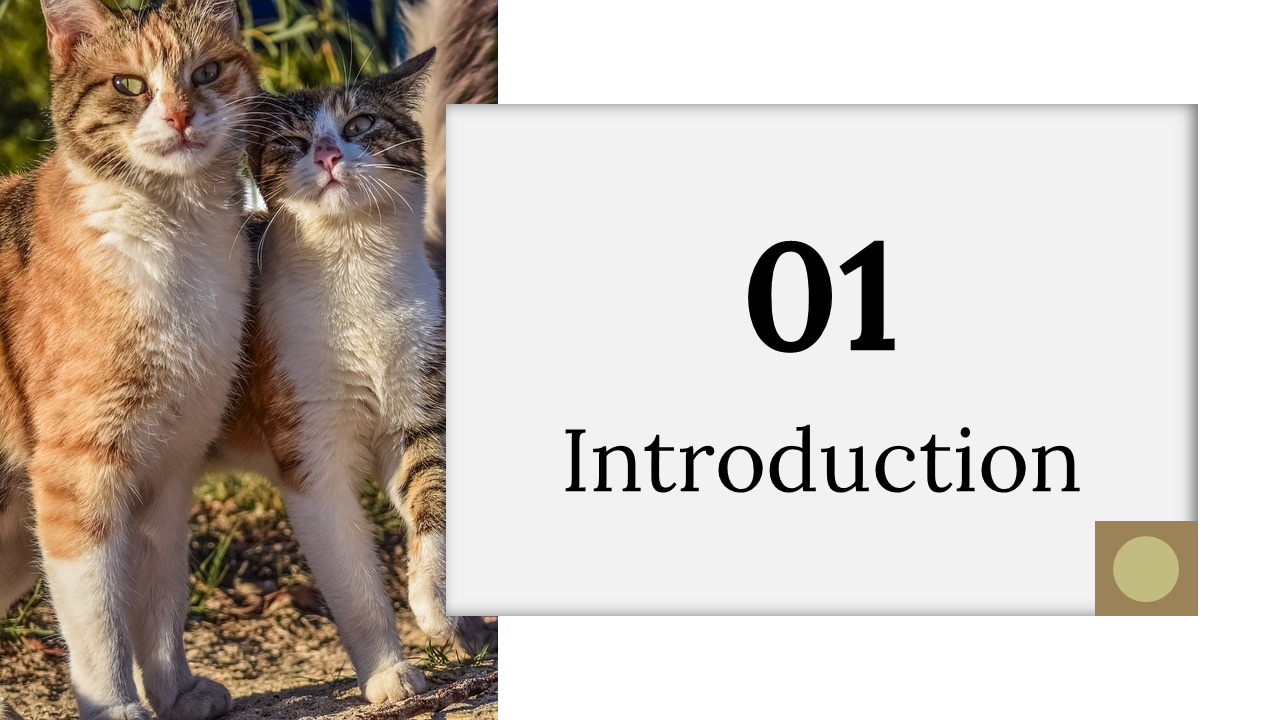 400069-international-cat-day-03