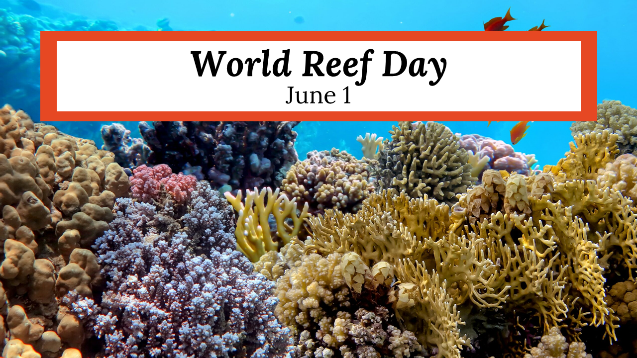 Slides for World Reef day featuring colorful coral reefs and information about the importance of coral reefs for marine life.