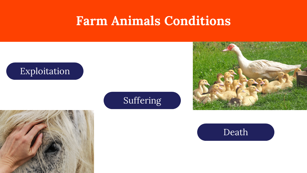 100082-world-farm-animals-day-17