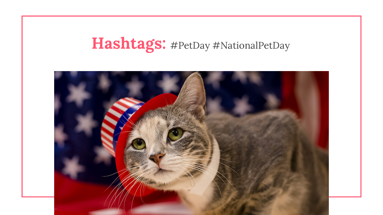 200081-us-national-pet-day-34