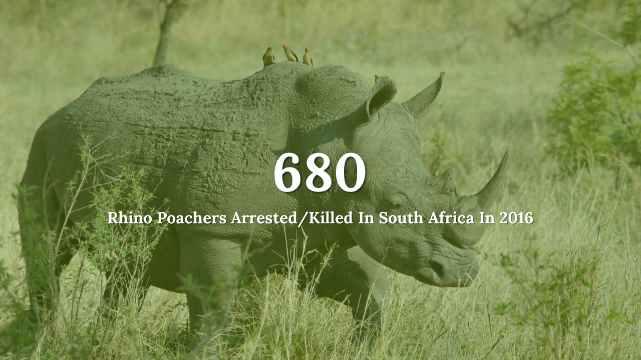 300111-world-rhino-day-14