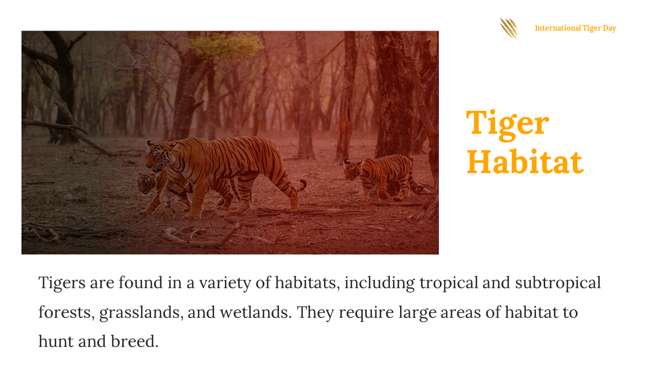 400169-international-tiger-day-07