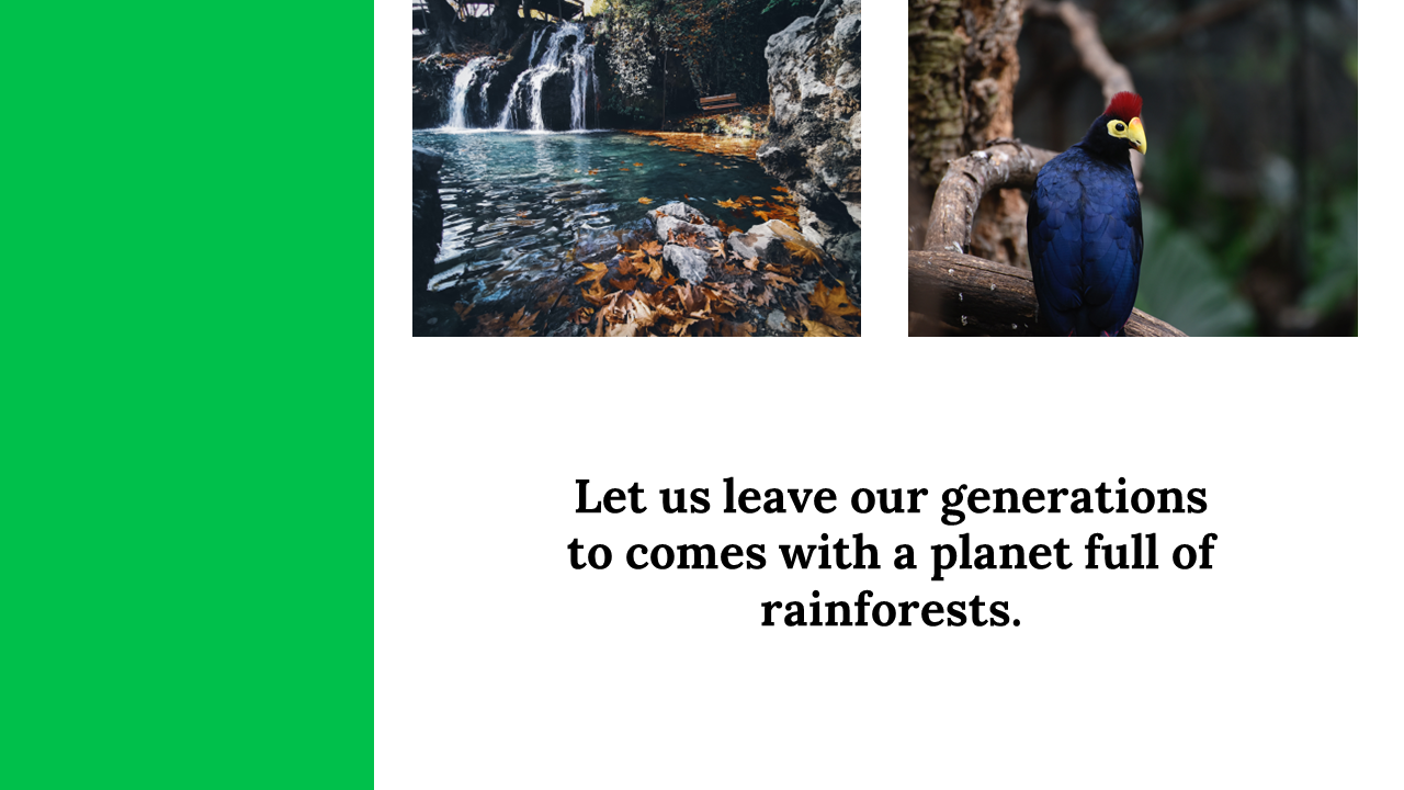 100142-world-rainforest-day-29