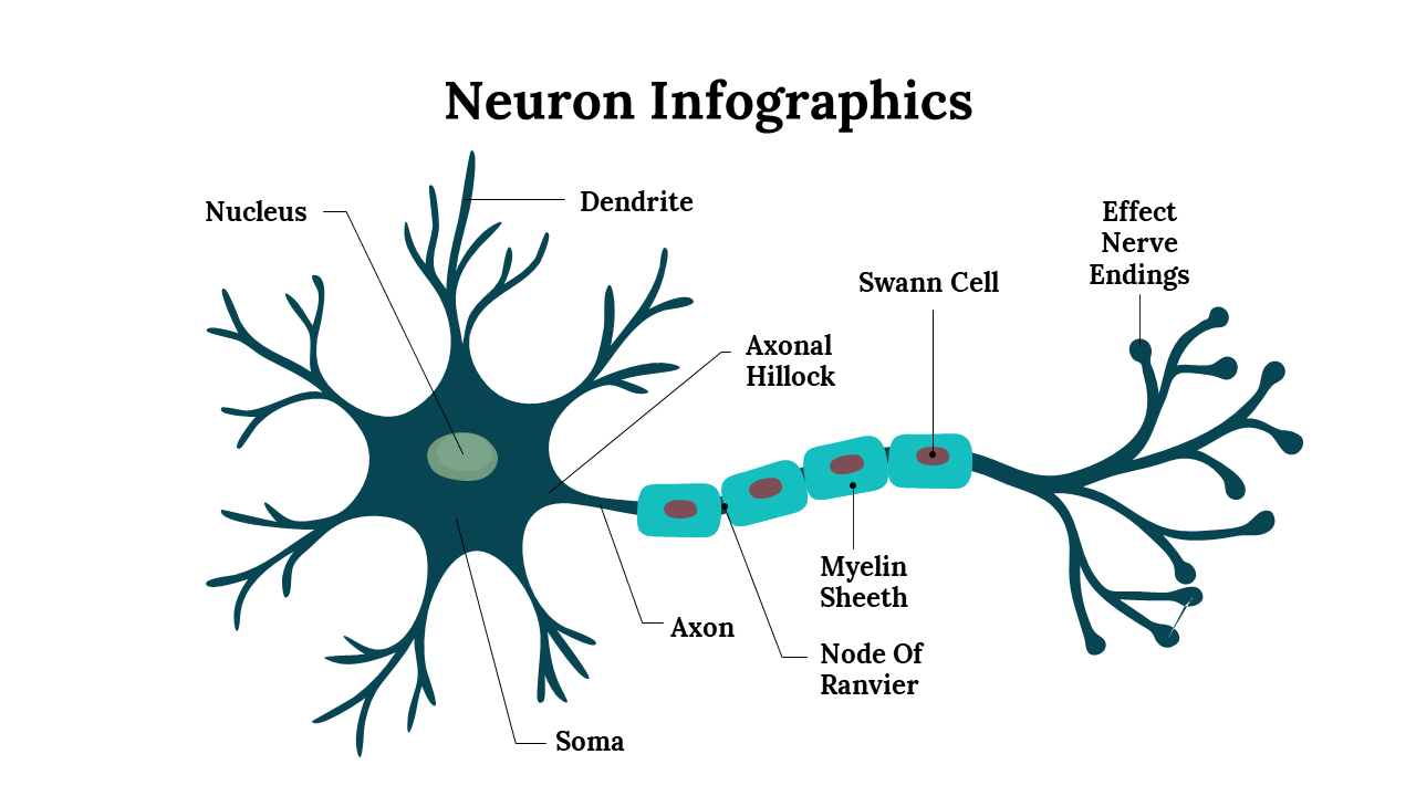 300262-neuron-infographics-02
