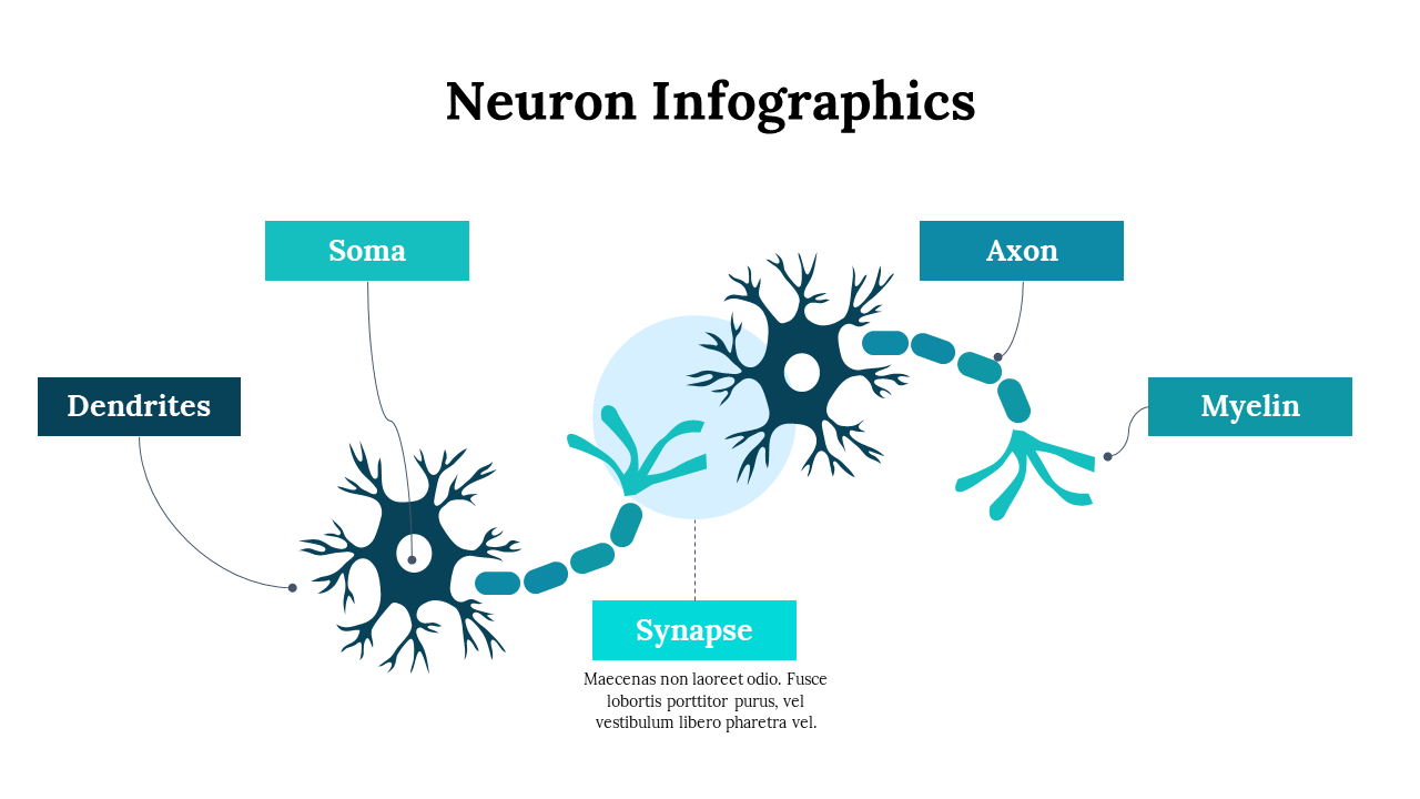 300262-neuron-infographics-16