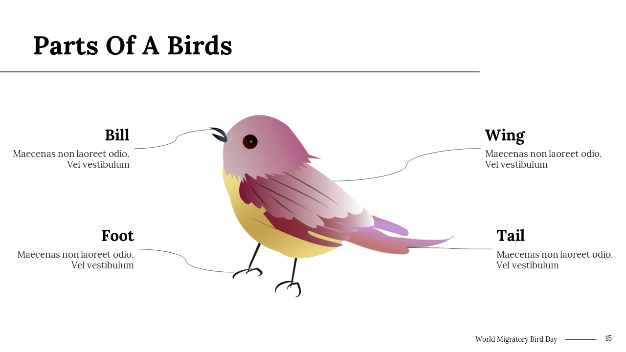 100290-world-migratory-bird-day-13