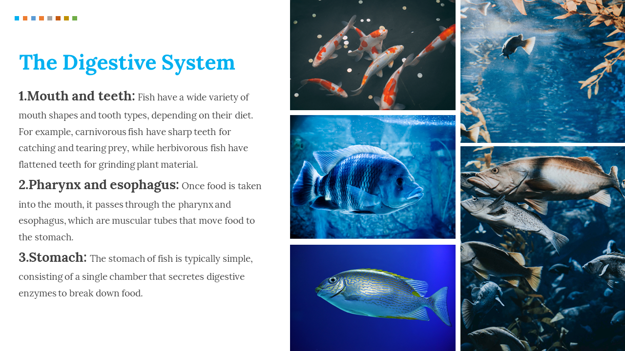 100316-fish-presentation-10