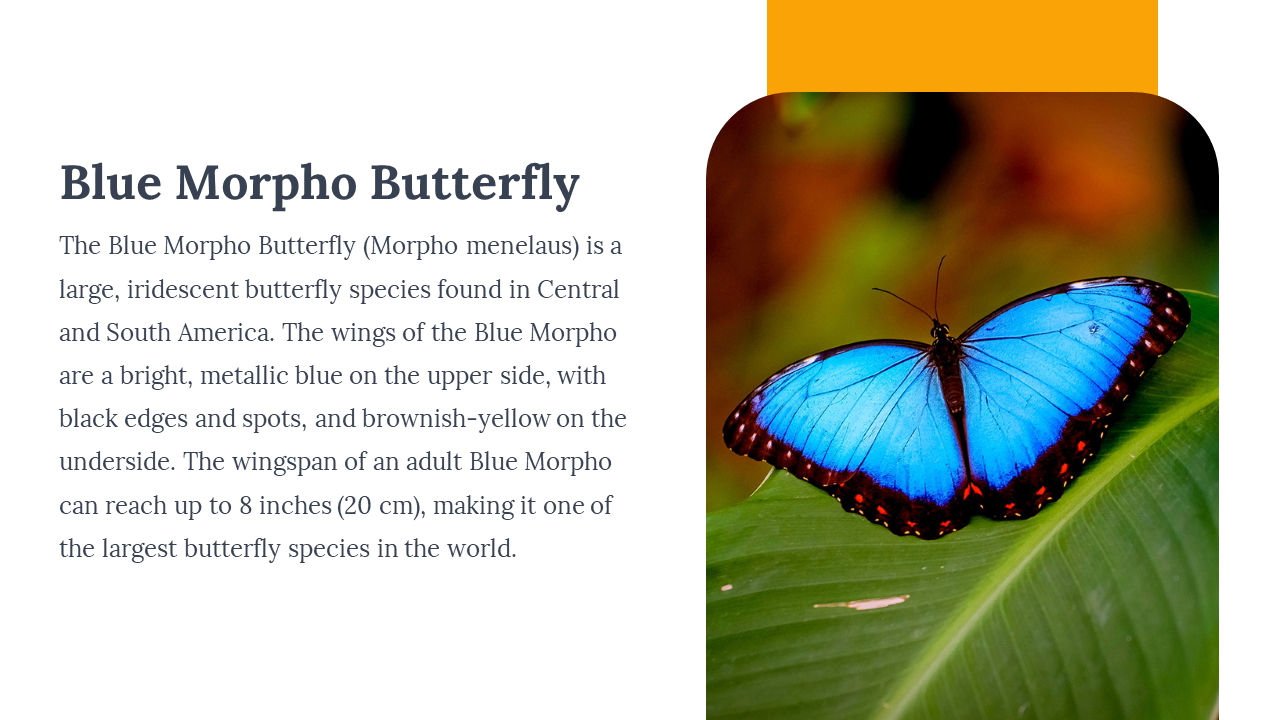 400359-butterfly-templates-10
