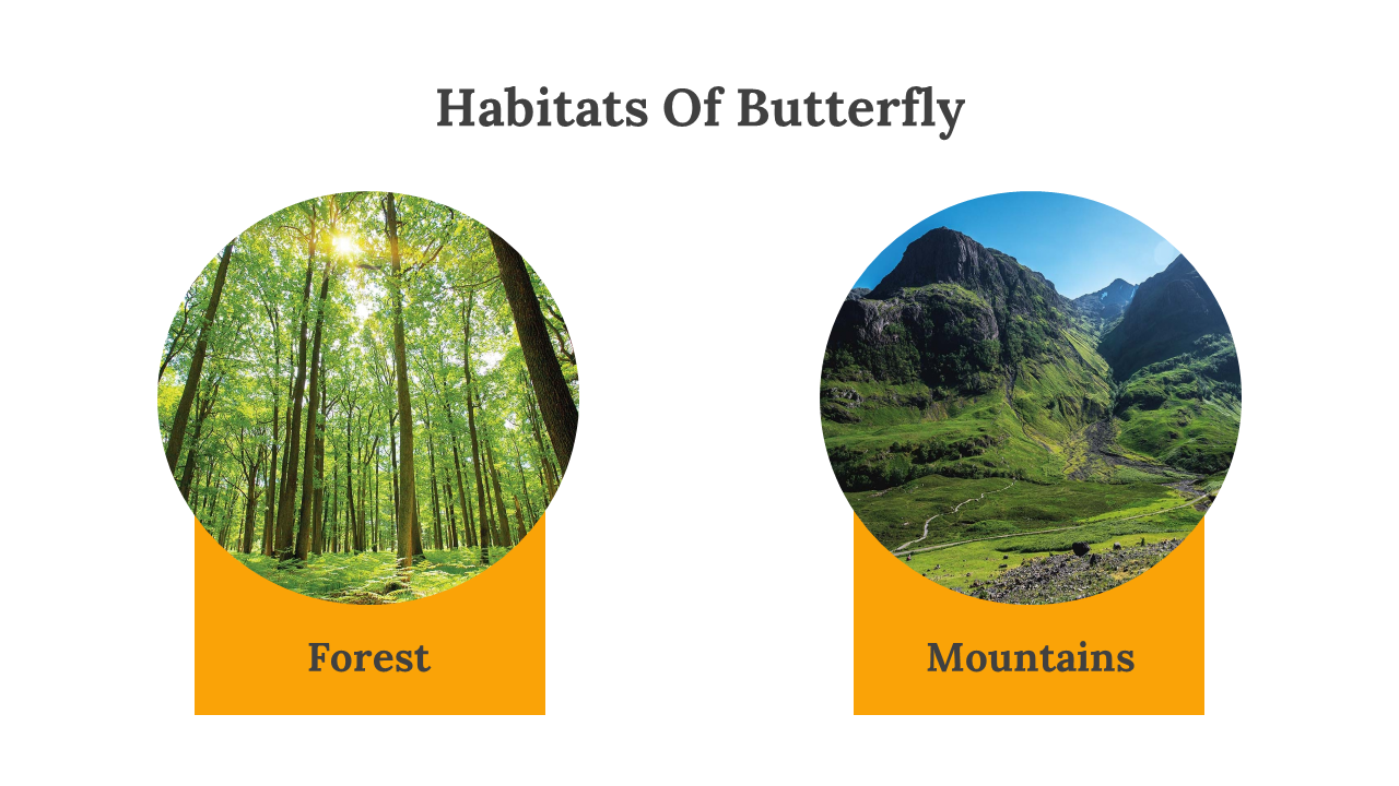 400359-butterfly-templates-16