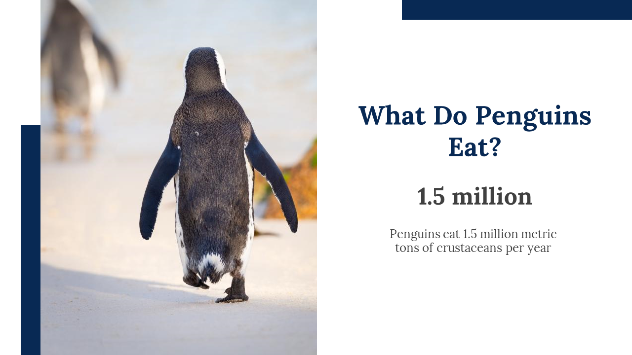 100347-world-penguin-day-presentation-25