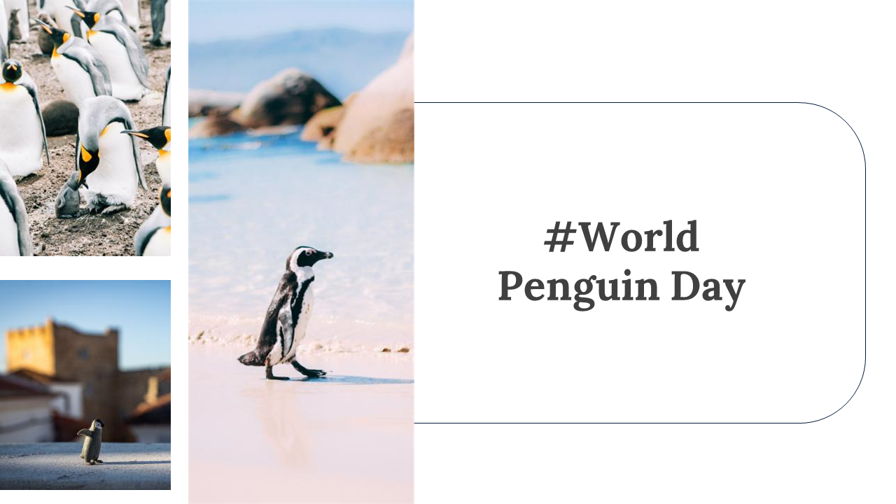 100347-world-penguin-day-presentation-27
