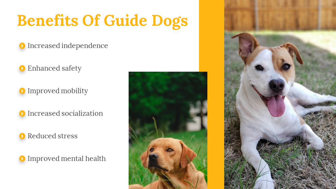 500075-international-guide-dog-day-15