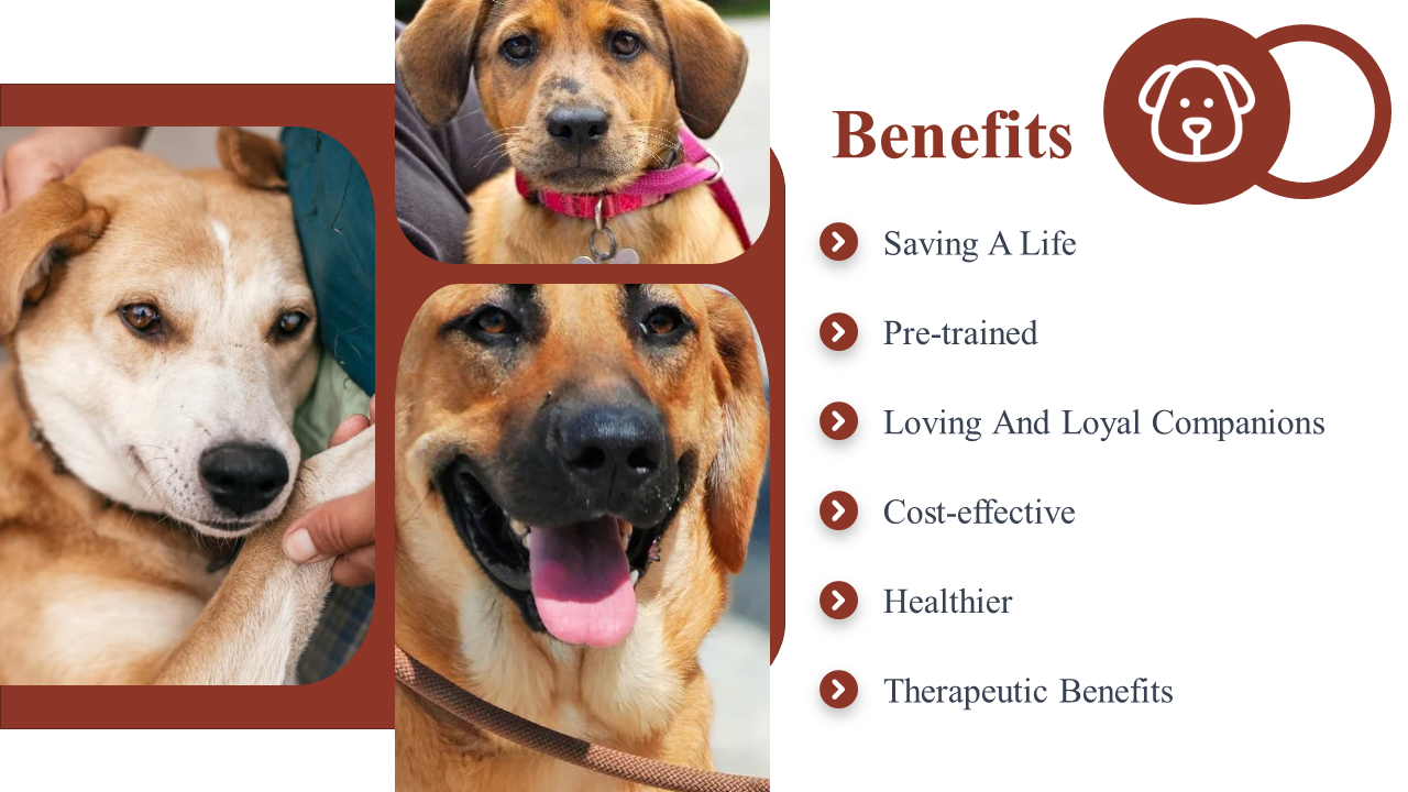 500104-national-rescue-dog-day-19