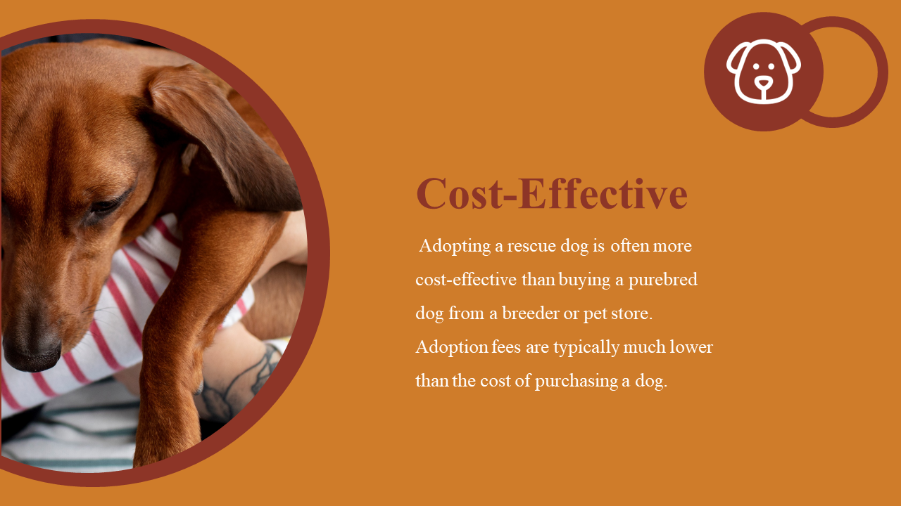 500104-national-rescue-dog-day-23