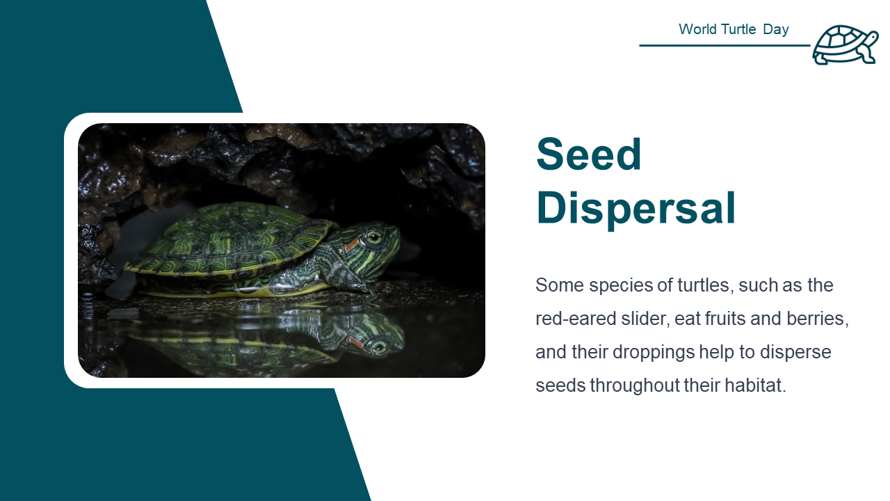 500108-world-turtle-day-13