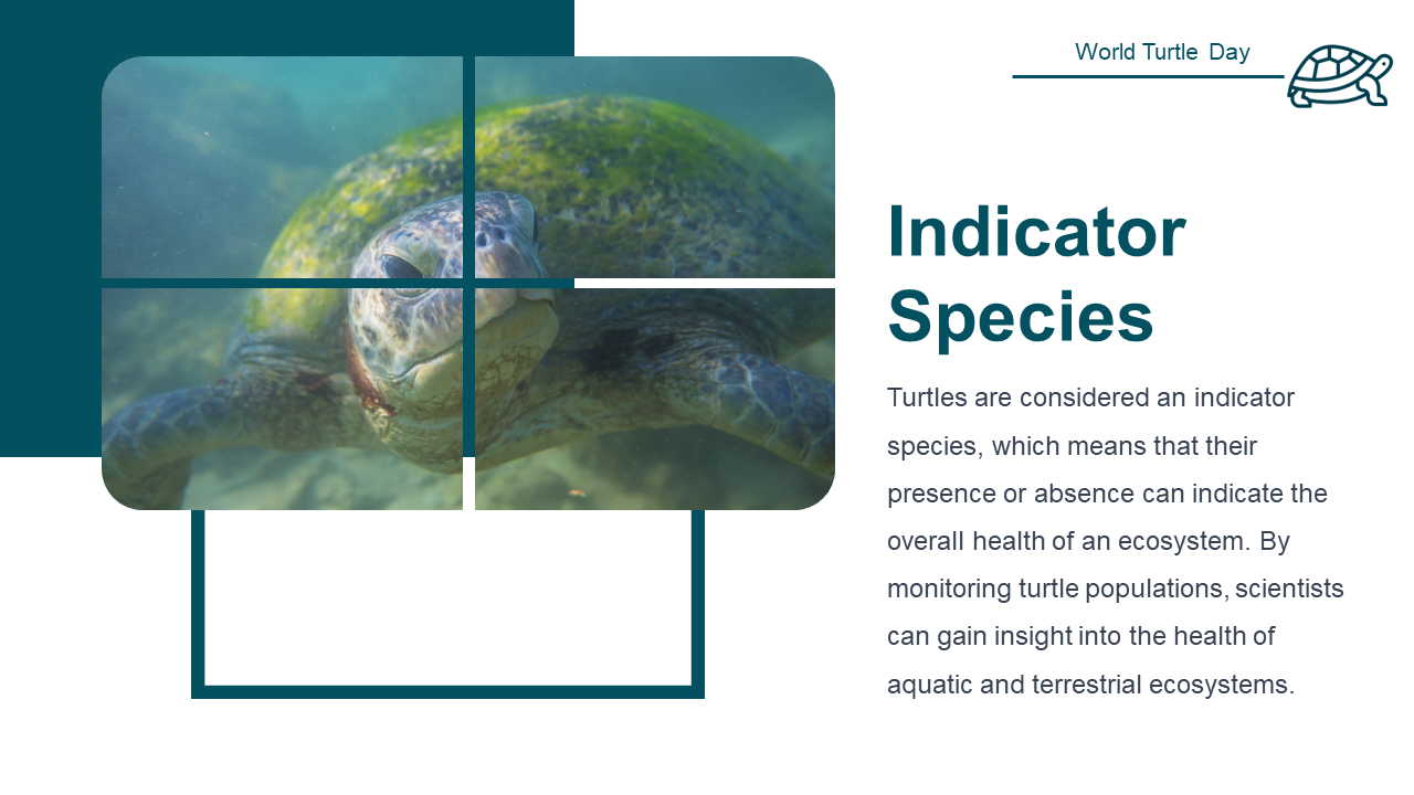 500108-world-turtle-day-15