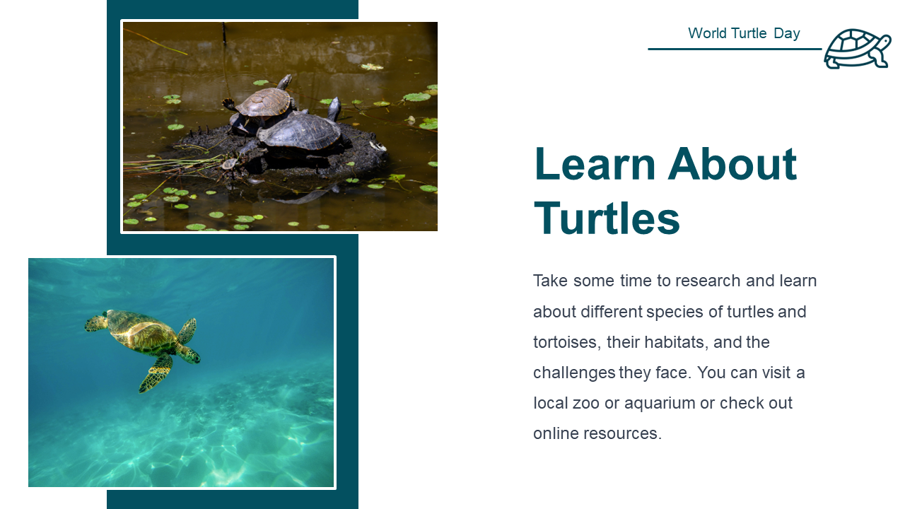 500108-world-turtle-day-19