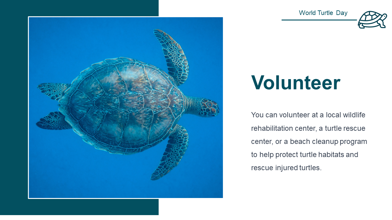500108-world-turtle-day-21