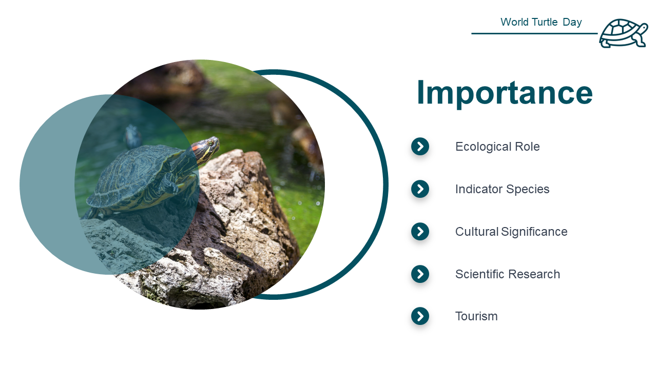 500108-world-turtle-day-26